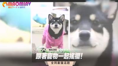 跟着宠物一起摇摆！封面