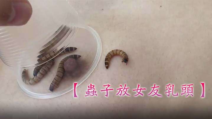 虫子放女友乳头妹子害怕狂叫不停的封面
