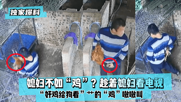 独家爆料媳妇不如鸡趁着媳妇看.电视奸鸡给狗看艹的鸡嗷嗷叫封面