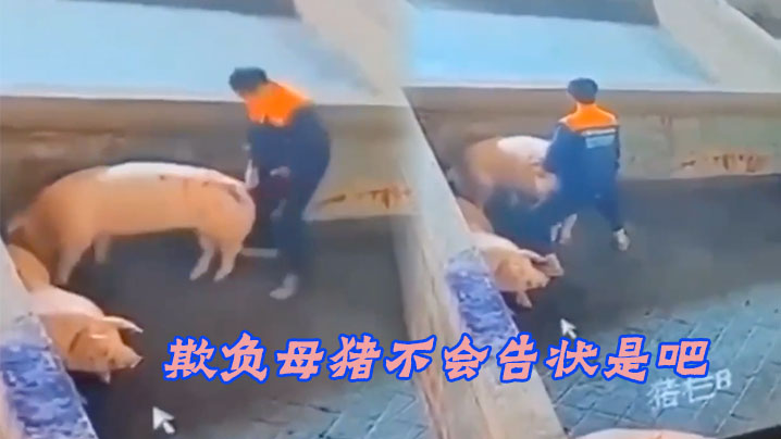 欺负母猪不会告状是吧.封面